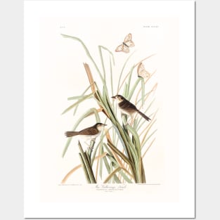 MacGillivray's Finch from Birds of America (1827) Posters and Art